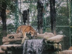 -上海野生动物园