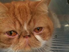 -荣耀金沙动物医院(清江西路店)