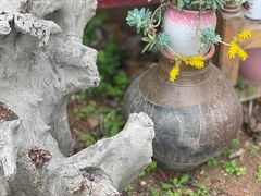 -胡氏农家小院柴火鸡