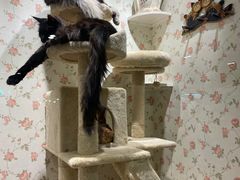 -猫小院猫主题餐厅(三里屯店)