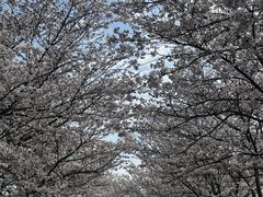 -天王浮山樱花园