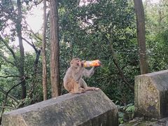 -黔灵山公园