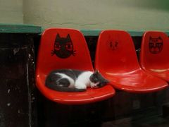 -猫咪博物馆(顶澳仔猫街店)