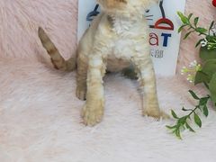 -十年猫舍·猫咪专门店(普陀店)