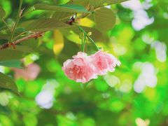 -长白岛森林公园