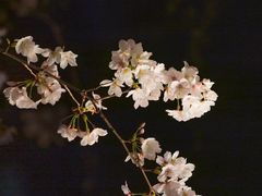 -鸡鸣寺