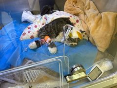 -北京派仕佳德动物医院·超导核磁·CT·神经科·骨科·内外科·急重症管理中心