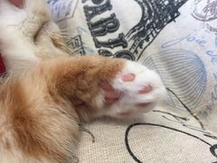 -瞄一喵猫咖(格力海岸店)