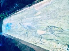 -芜湖新华联大白鲸海洋公园