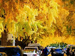 -三里屯东五街银杏大道