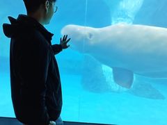-海合安武汉极地海洋公园