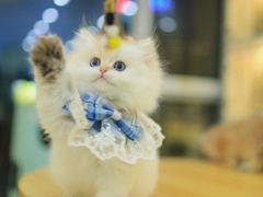 -柚子猫舍·精品猫舍购猫·猫咪认养·购宠·宠物店