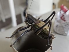-中环花鸟鱼虫市场