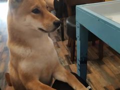 -柴源莊·柴小宠柴犬咖啡