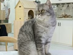 -喵园·猫主题咖啡厅·撸猫·猫咖(国贸店)