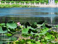 -莲花池公园