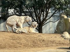 -常州淹城野生动物世界