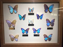 -上海昆虫博物馆