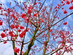 -绵阳盛世樱花悠乐谷