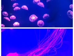 -芜湖新华联大白鲸海洋公园