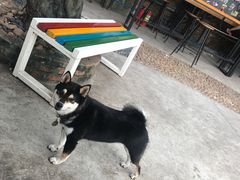 -柴犬高等学院·狗咖·柴犬售卖·宠物训练