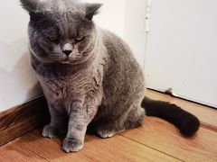 -有猫主题·治愈系猫咖(曾厝垵店)