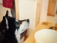 -柴の食堂·日式家庭料理·熊之肆(大学路店)
