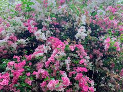 -深圳国际园林花卉博览园