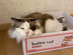 -猫腻·猫咖·撸猫馆(星光大道店)