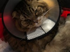 -伟伟宠物医院·CT影像中心·瑞派犬猫综合性门诊(汉口总院)