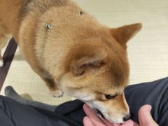 -逗柴咖啡屋·狗咖猫咖宠物桌游