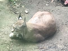 -青藏高原野生动物园