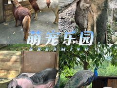 -佛冈森波拉度假区