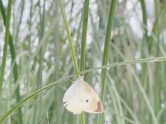 -金鸡湖景区