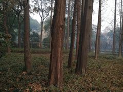 -徐家汇源景区-衡山公园