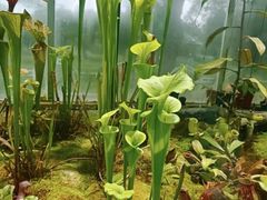 -国家植物园南园