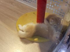 -BABIT巴比特宠物(MOMOPARK店)