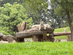 -北京野生动物园