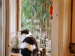 -海边的猫和咖啡馆