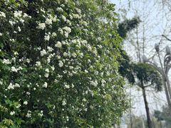 -四川大学(望江校区)