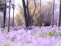 -梅花山(明孝陵内)