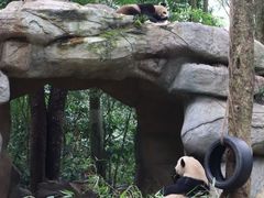 -中国大熊猫保护研究中心雅安碧峰峡基地