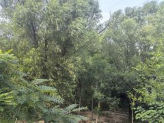 -白水寺森林公园
