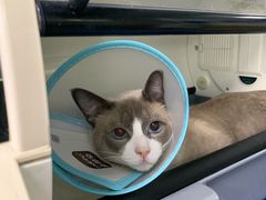 -美联众合动物医院(·中兽医·疑难杂症·严家桥分院)