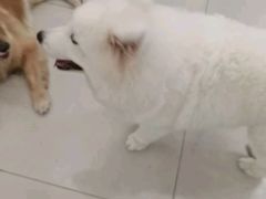 -安格丽娜·狗咖·猫咖羊驼咖(春熙路百盛商场店)