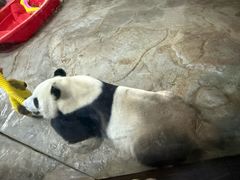 -海南热带野生动植物园