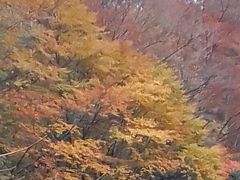-黎坪国家森林公园