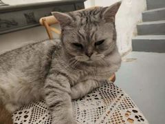 -猫友咖啡店(玉林西路店)