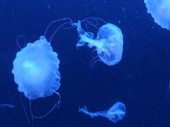 -成都浩海立方海洋公园