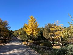 -北京西山国家森林公园